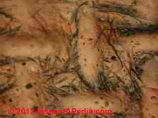 Mold on artwork study (C) Daniel Friedman
